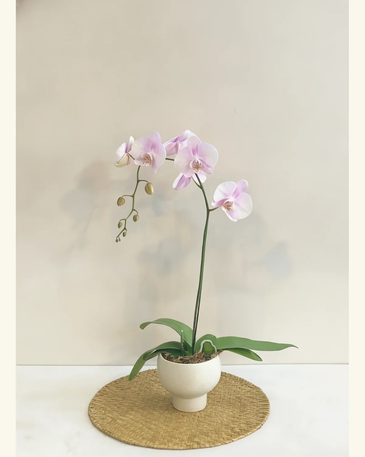 柔粉弧姿蝴蝶蘭盆栽 — 淡粉色蝴蝶蘭，花瓣帶柔和粉紫色暈染與花心細節、可見未開花苞與濃綠蘭葉、圖片示意為白色高腳圓盆與藤編圓墊；實際花盆款式請查詢確認，圓墊屬拍攝陳設