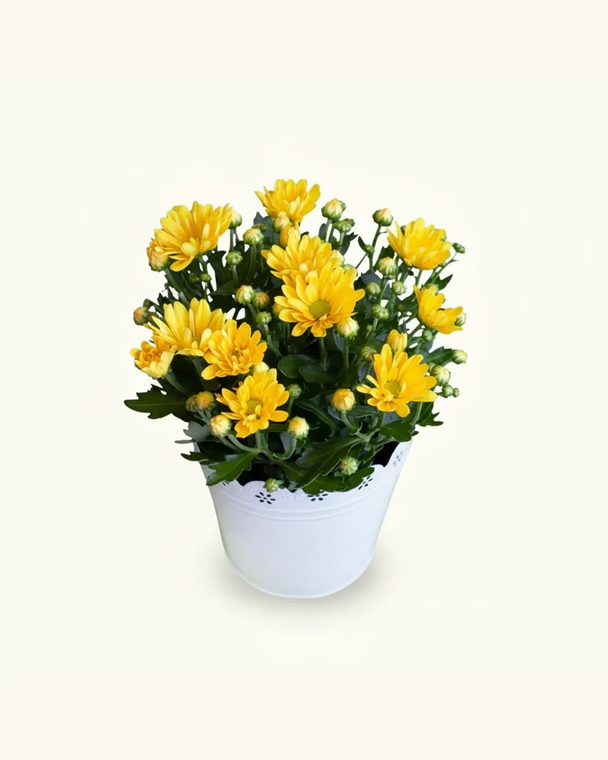 金黃年菊盆栽 — 黃色小菊、白色鏤空金屬花盆、綠葉