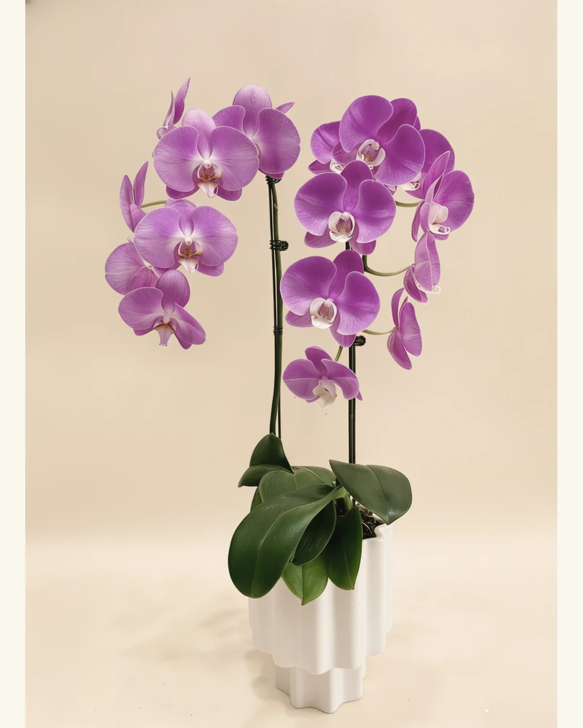 紫韻蝴蝶蘭白色直紋盆栽 — 紫色蝴蝶蘭、花盆（圖片款式參考；實際配置請查詢確認）