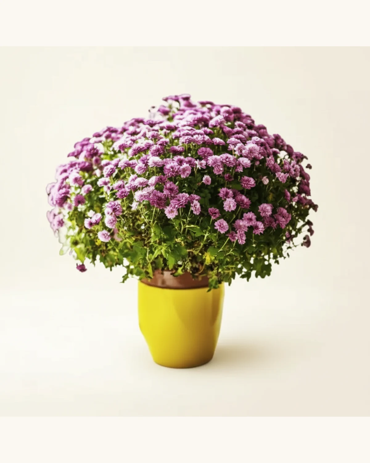 紫色新年菊花盆栽 — 紫色菊花、黃色瓷盆