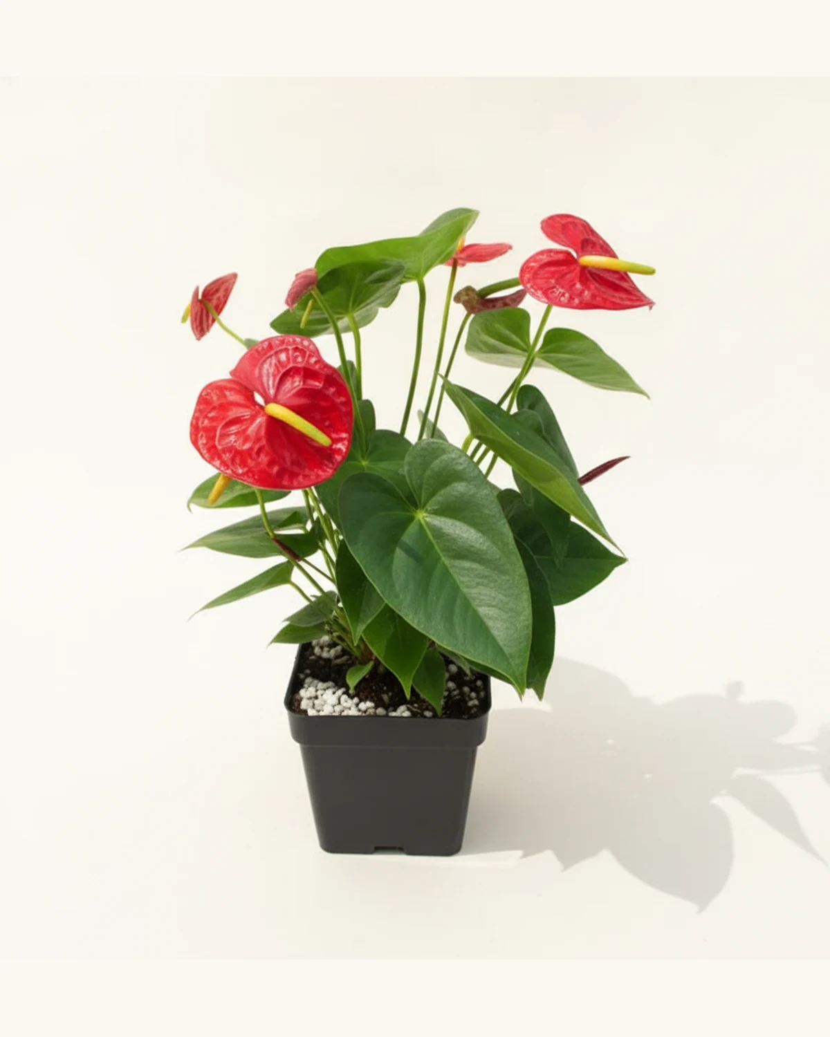 火鶴盆栽 — 火鶴（紅掌）盆栽植物