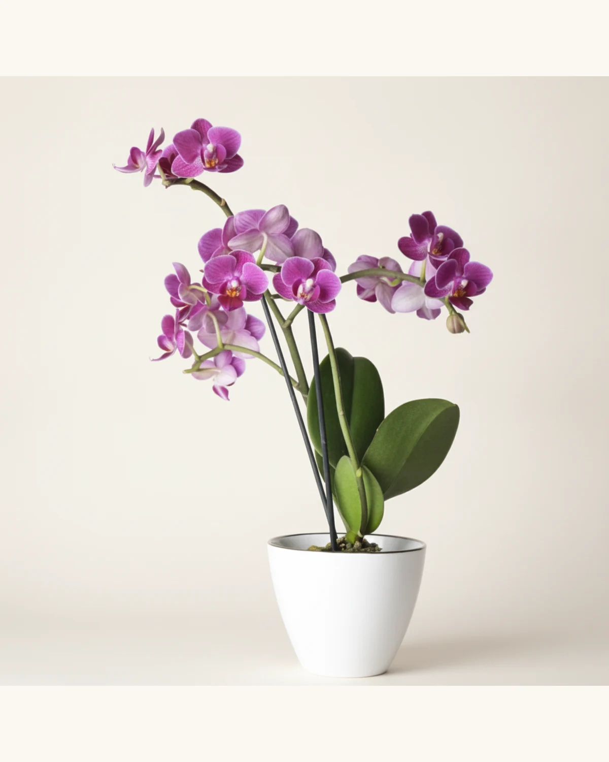 蝴蝶蘭白色陶瓷盆栽 — 紫色蝴蝶蘭、白色陶瓷花盆